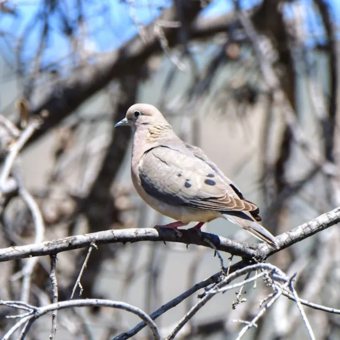 Spotted Eared Dove