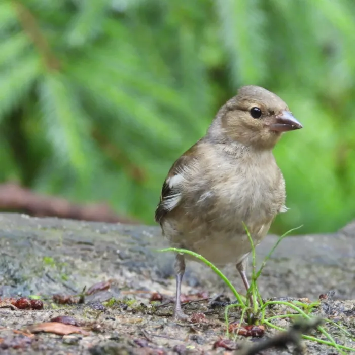 Waargenomen Vink