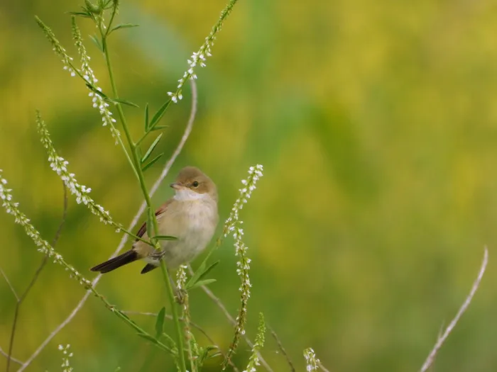 Spotted Greater Whitethroat