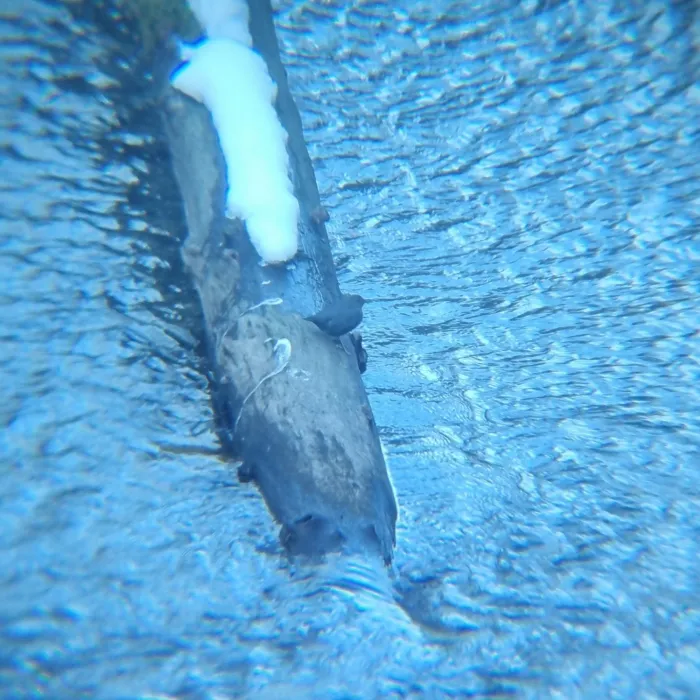 Spotted American Dipper