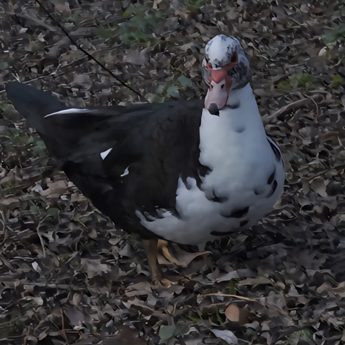 Spotted Muscovy Duck
