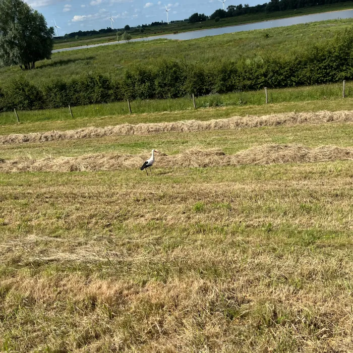 Spotted White Stork