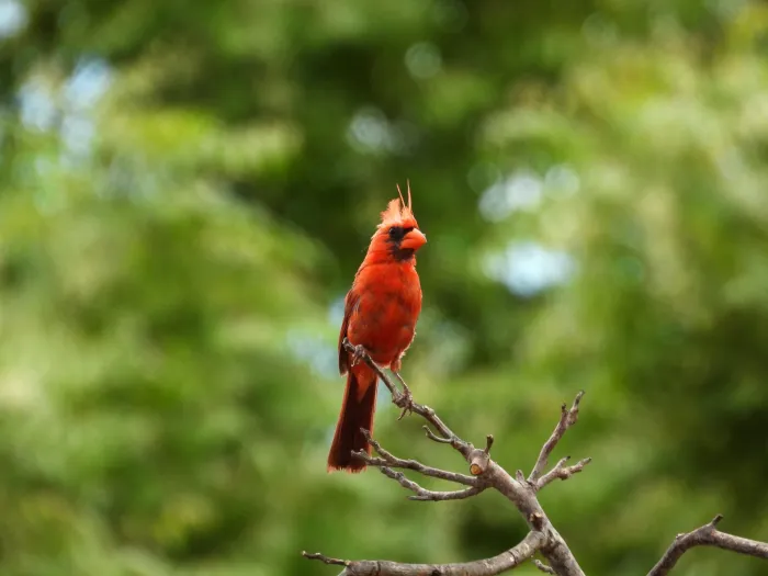 Spotted Northern Cardinal