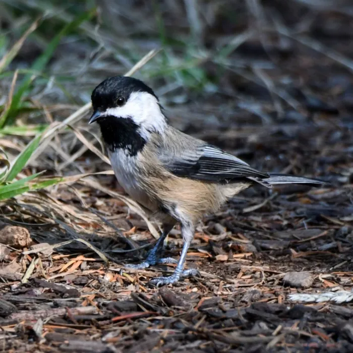 Spotted Black-capped Chickadee