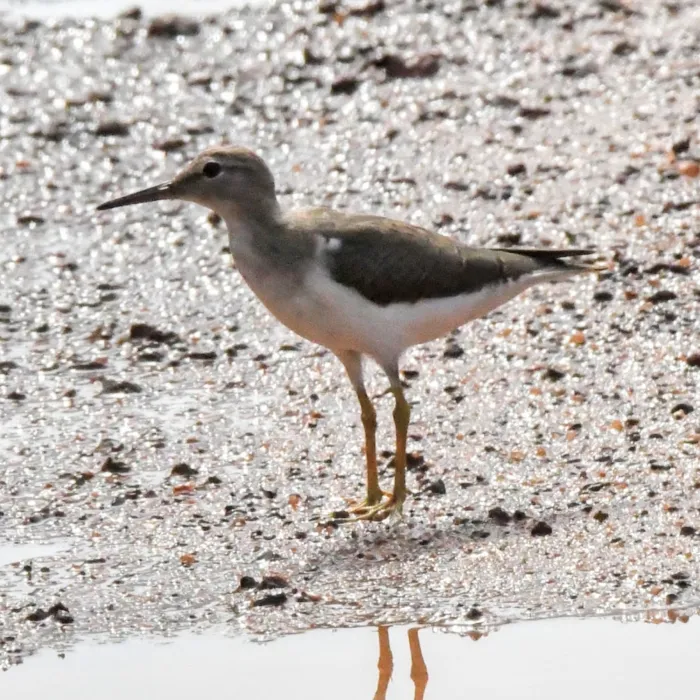 Spotted Spotted Sandpiper