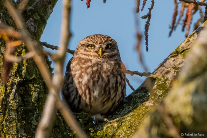 Spotted Little Owl