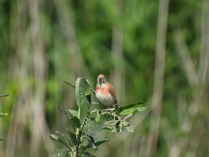 Spotted Eurasian Linnet