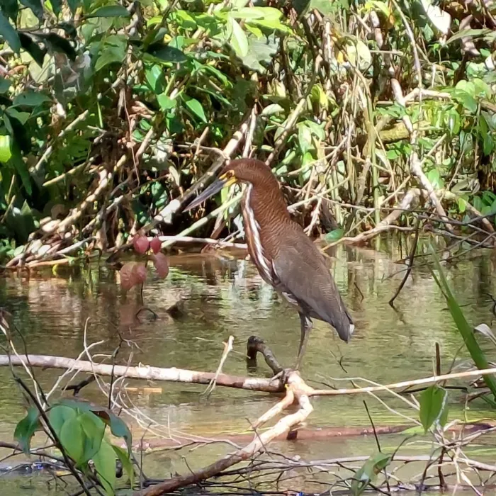 Spotted Rufescent Tiger-Heron