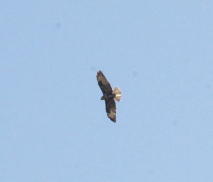 Spotted Common Buzzard