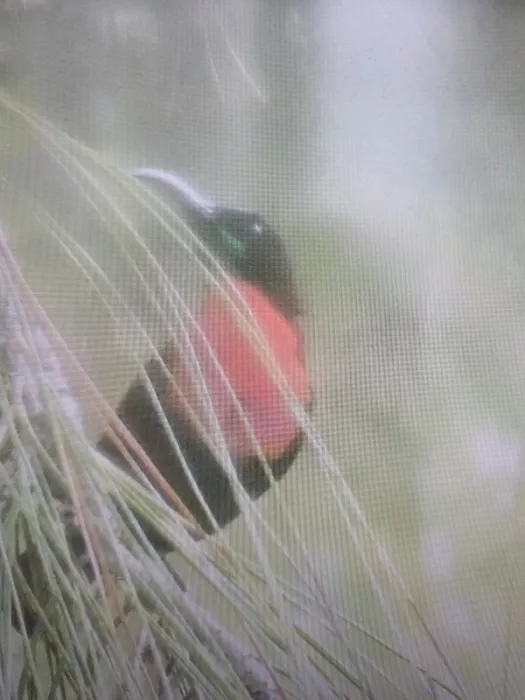 Spotted Scarlet-chested Sunbird