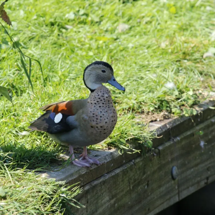 Spotted Ringed Teal