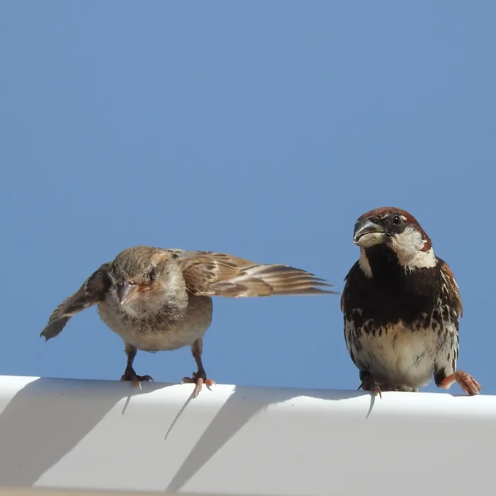 Spotted Spanish Sparrow