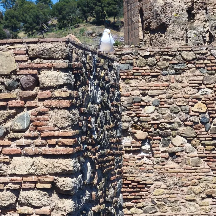 Gespotte Geelpootmeeuw