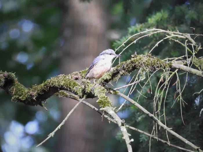 Waargenomen Boomklever