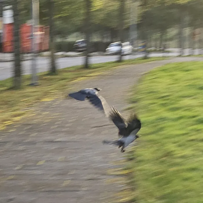 Spotted Hooded Crow