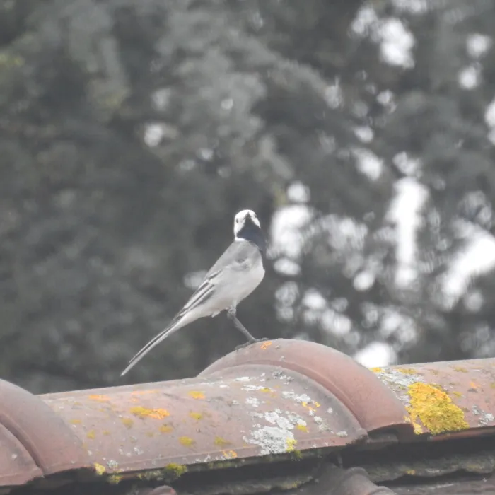 Spotted White Wagtail
