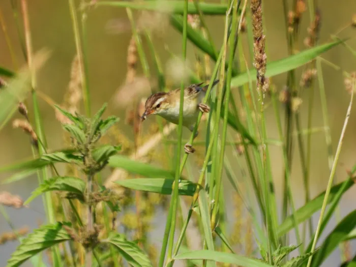 Spotted Sedge Warbler