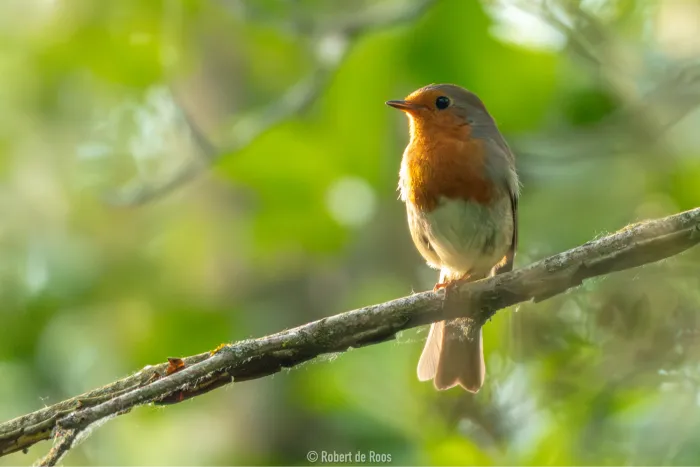 Waargenomen Roodborst
