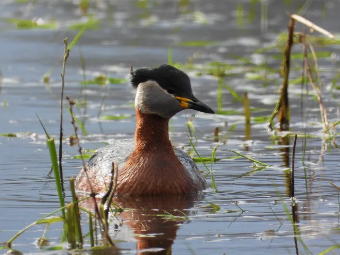 Gespotte Roodhalsfuut