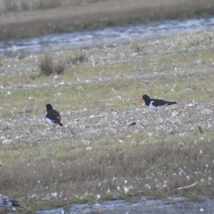 Spotted Eurasian Oystercatcher