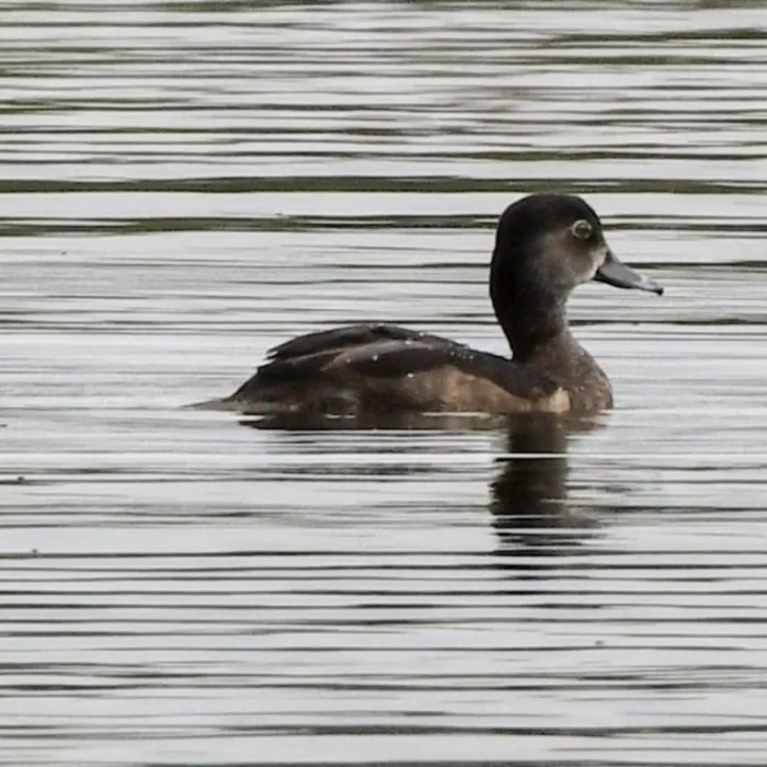 Gespotte Ringsnaveleend