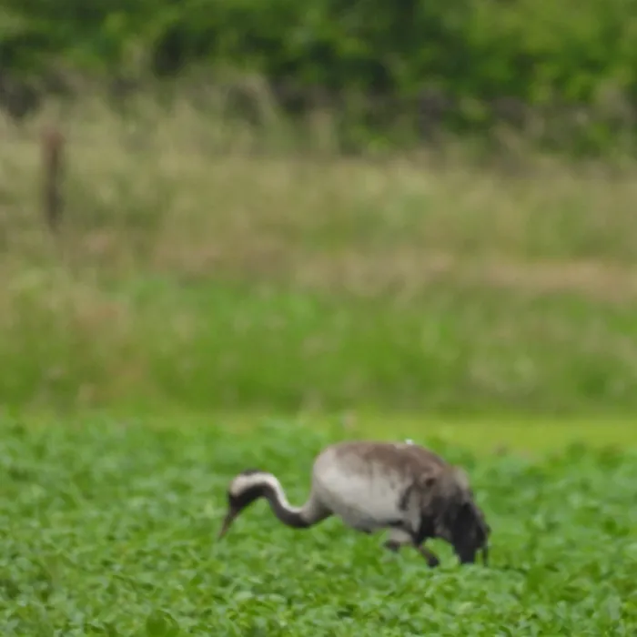 Spotted Common Crane