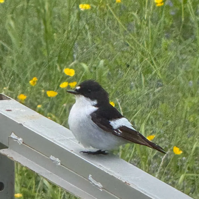 Spotted European Pied Flycatcher