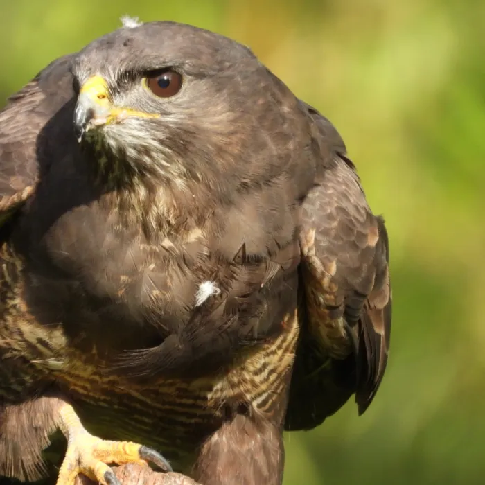 Waargenomen Buizerd