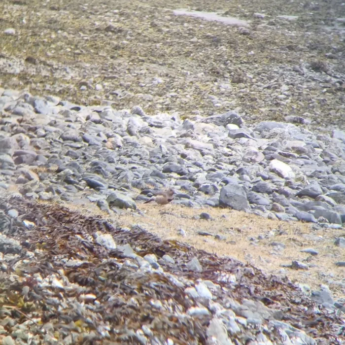 Gespotte Gouden grondspecht