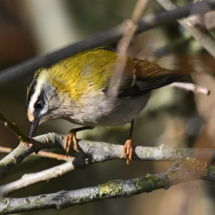 Spotted Common Firecrest