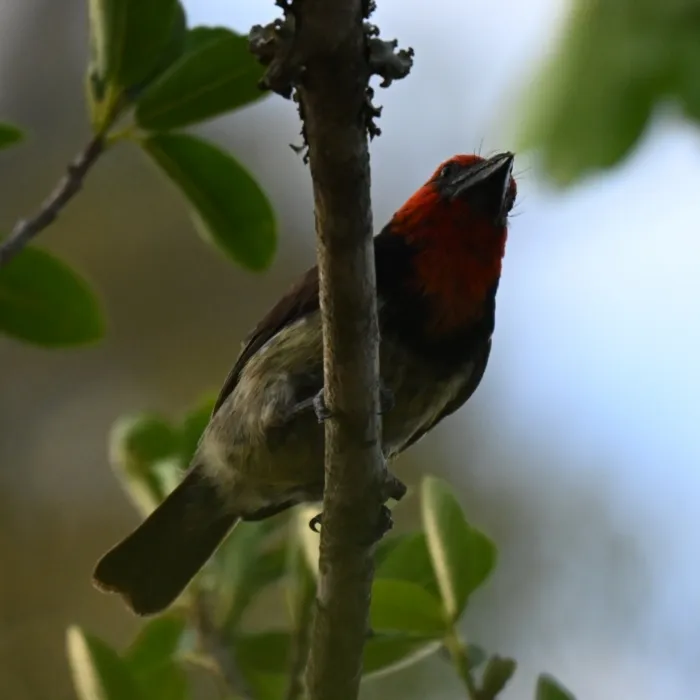Spotted Black-collared Barbet