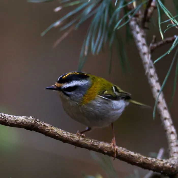 Gespotte Vuurgoudhaan