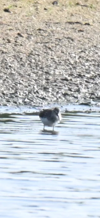 Green Sandpiper