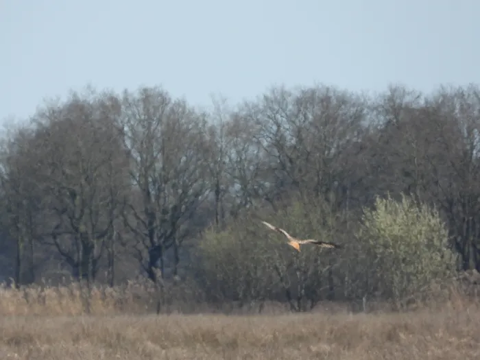 Spotted Red Kite