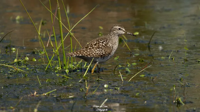 Wood Sandpiper