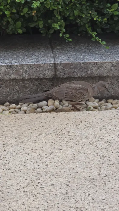 Gespotte Parelhalstortel