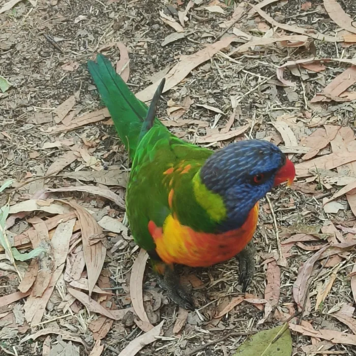 Spotted Rainbow Lorikeet
