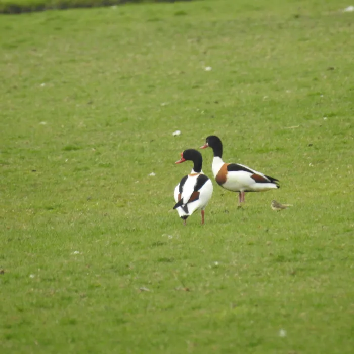 Spotted Common Shelduck