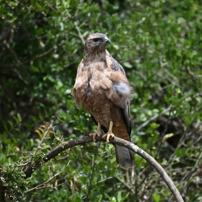 Spotted Jackal Buzzard