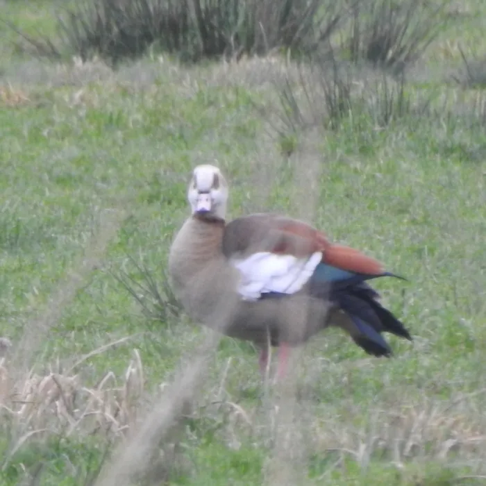 Spotted Egyptian Goose
