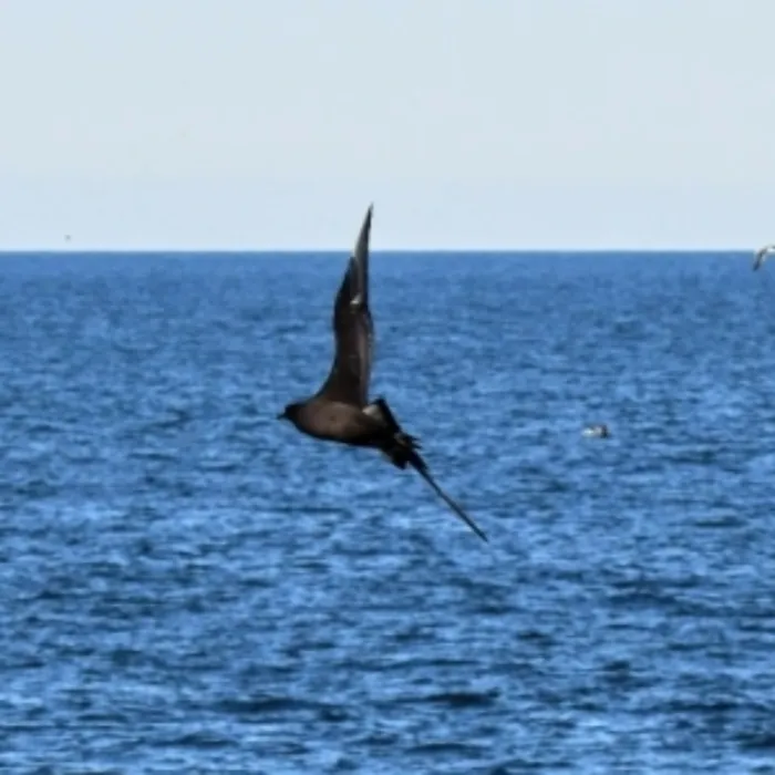 Spotted Sooty Shearwater