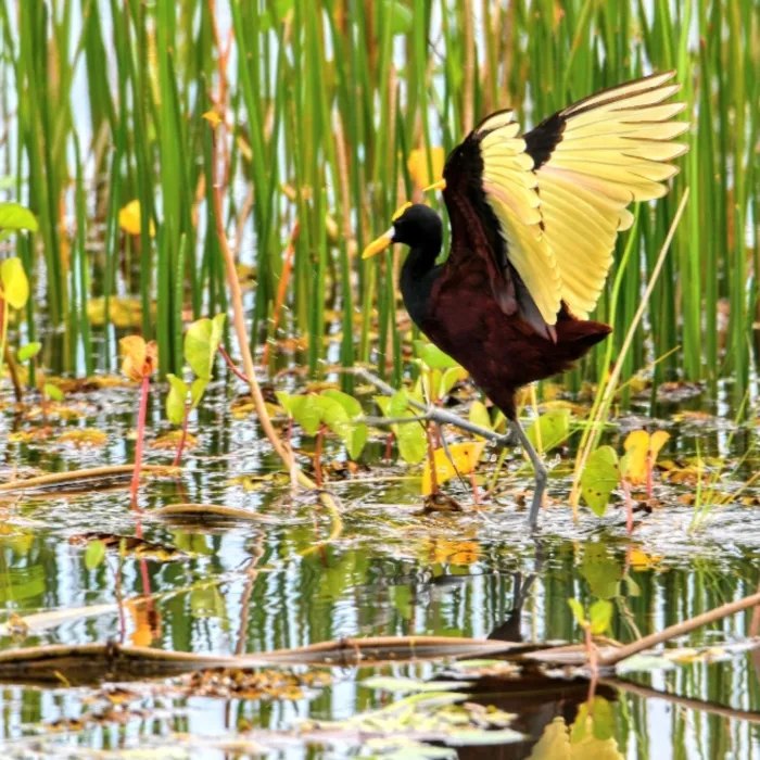 Gespotte Nestmanjaçana