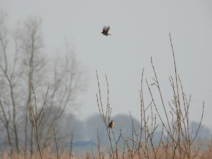 Spotted European Stonechat