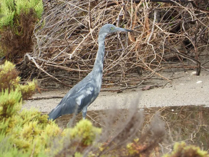 Spotted Little Blue Heron