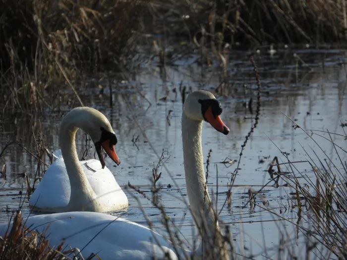 Gespotte Knobbelzwaan