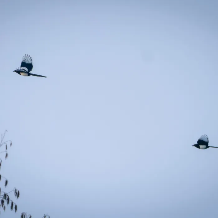 Spotted Eurasian Magpie