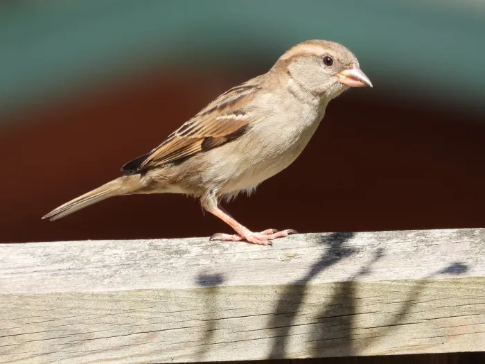House Sparrow