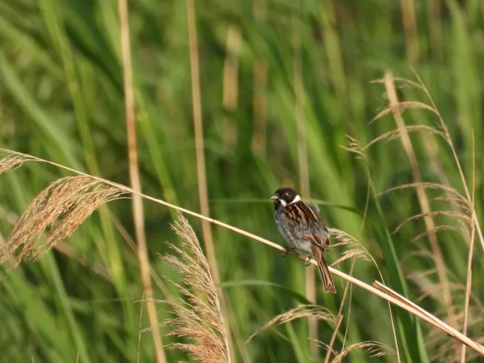 Spotted Reed Bunting