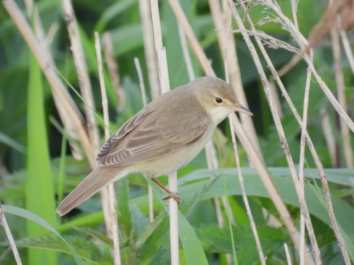 Spotted Marsh Warbler