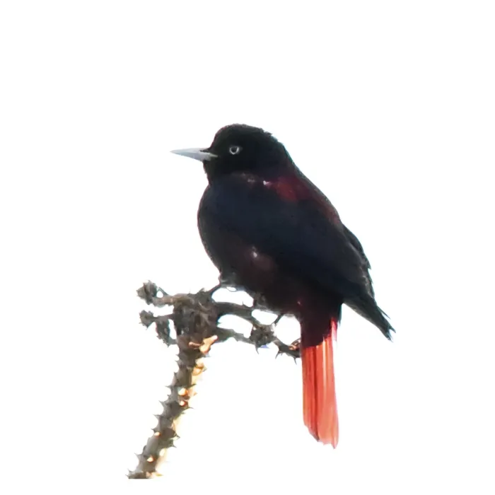 Spotted Maroon Oriole